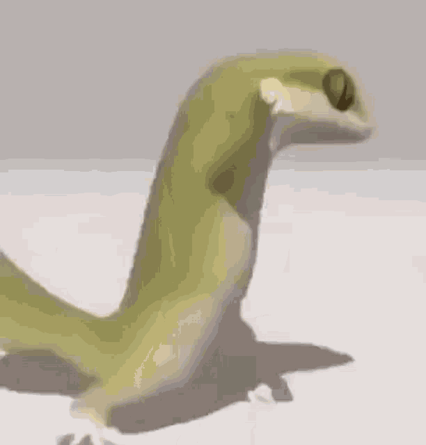 hunterkneedler giphyupload dancing lizard hardond GIF