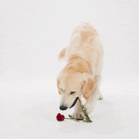 Valentines Day Love GIF by Petsure UK