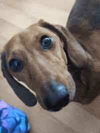 Hot Dog GIF