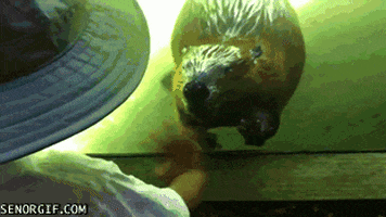 kids swimming GIF by Cheezburger