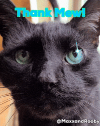 Black Cat Thank You GIF