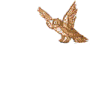 harry potter owl Sticker