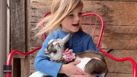 'My Little Goat': Cute Girl Sings Made-Up Lullaby to Baby Goat on Maine Farm