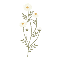 Daisy Flower Sticker
