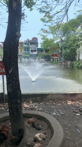 VuDinhPhuong giphyupload GIF