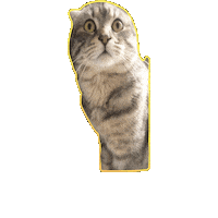 ferhatsaskin cat dog baby kitten Sticker