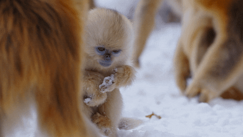 monkey GIF by Disneynature