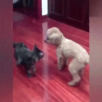 cats and dogs GIF by JustViral.Net