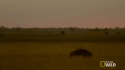 nat geo wild lion GIF by Savage Kingdom