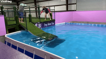 Dog Jumps in After Handler Falls into Pool