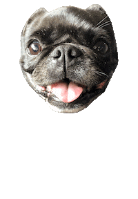 JasonKauz pug pepe pepethepug Sticker