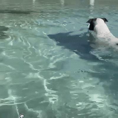 GIF by The Dodo