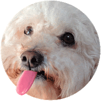 dog puppy Sticker by Roundhouse
