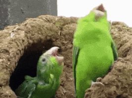 caool karaoke GIF