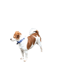 Jackdog Sticker by IM Home Inspections