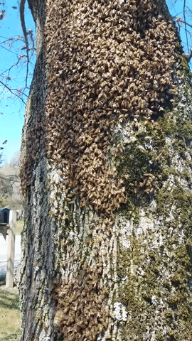 quinnanne giphygifmaker honey bee swarm GIF
