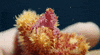 crab coral candy crab GIF
