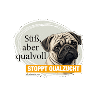 akademievet  Sticker