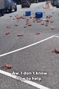 Spilled Truckload of Crayfish Stops Traffic