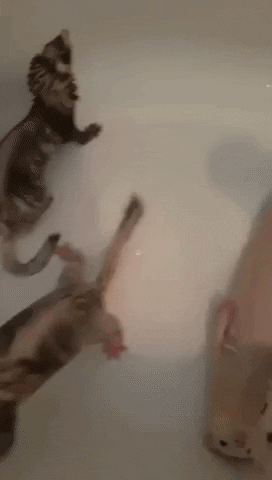 Mood Shower GIF by JustViral.Net