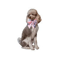 Poodle Pink Bow Sticker by Geekster Pets