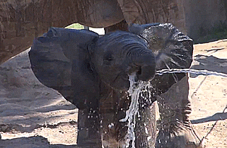 drinking water elephant GIF
