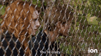 You're Crazy