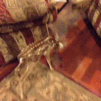 baby deer GIF