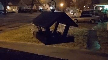Tree and Bird Feeder Frozen in Louisville as Ice Storm Hits Kentucky