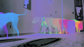 Dog GIF