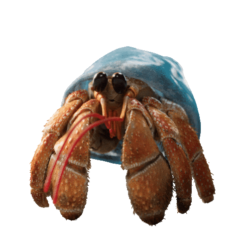 Surprised Hermit Crab Sticker by JoinZuzu