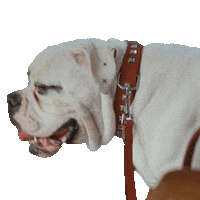 Dog Sticker by NESCAFÉ Dolce Gusto