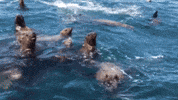 Sea Lion Hello GIF by U.S. Fish and Wildlife Service