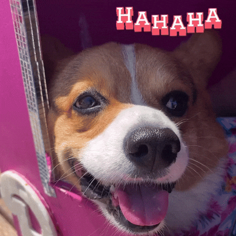 Corgi Milo GIF