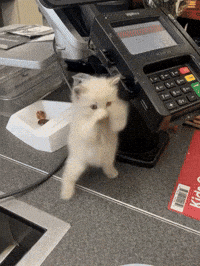 Cat GIF