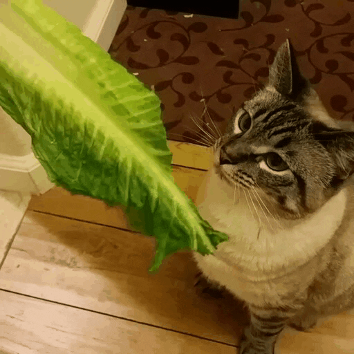 lettuce GIF