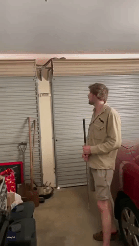 Snake Catcher Untangles Large Carpet Python From Garage Door