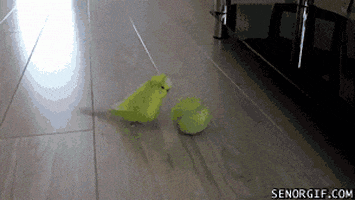 birds playing GIF by Cheezburger
