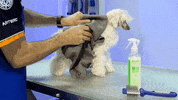 Dogs Stripping GIF by Artero Professional Line