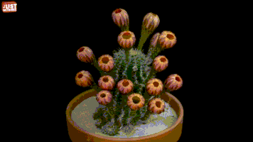 bloom satisfying GIF
