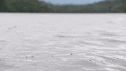 Green Leaves Water GIF by JC Property Professionals