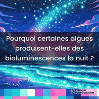 Nuit Adaptation GIF by ExpliquePourquoi.com
