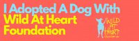Dog GIF by Wildatheartfoundation