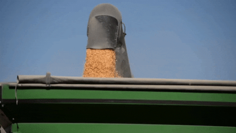 agreliant giphyupload corn lg seeds agrigold GIF