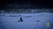 natgeochannel  GIF