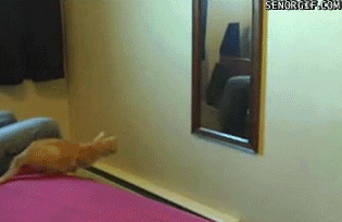 cat fail GIF