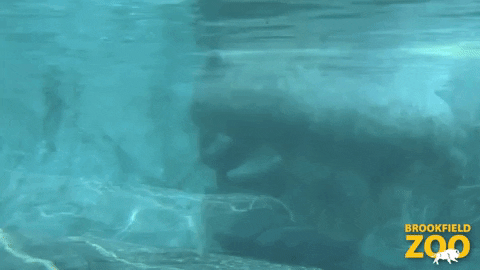 Hungry Summer GIF by Brookfield Zoo