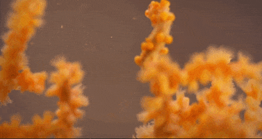 Biology Pbs Ds GIF by PBS Digital Studios