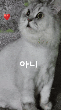 White Cat GIF