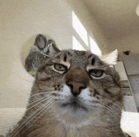 Cute Cat GIF
